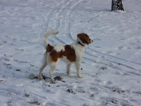 kooikerhondje